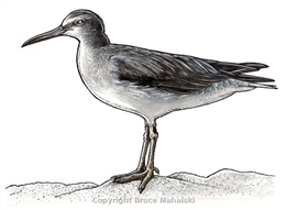 013 - Grey tailed tattler Picture